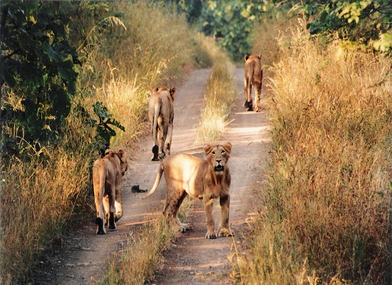 Gir National Park Senior Citizen Gujarat Tour