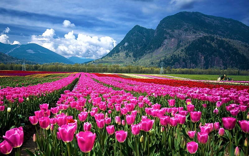 Kashmir Senior Citizen Tours Srinagar - Tulip garden